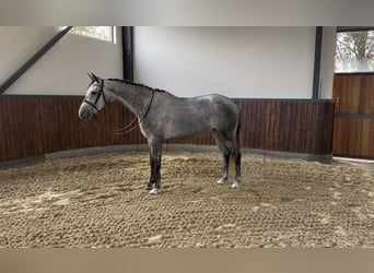 German Sport Horse, Mare, 4 years, 15.1 hh, Grey