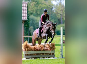 German Sport Horse, Mare, 4 years, 15.2 hh, Bay-Dark