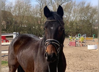 German Sport Horse, Mare, 4 years, 15.2 hh, Bay-Dark