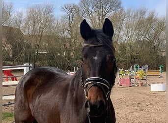 German Sport Horse, Mare, 4 years, 15.2 hh, Bay-Dark