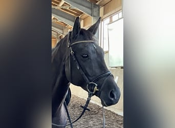 German Sport Horse, Mare, 4 years, 15.2 hh, Black