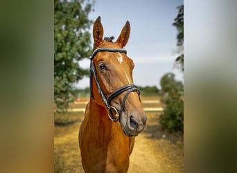 German Sport Horse, Mare, 4 years, 15.2 hh, Brown