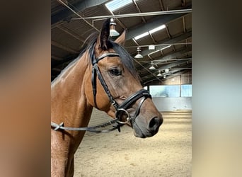 German Sport Horse, Mare, 4 years, 15.2 hh, Brown