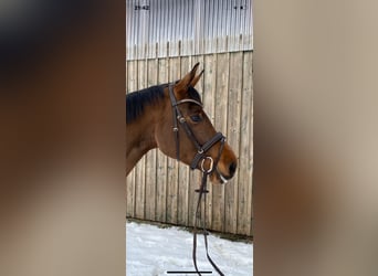 German Sport Horse, Mare, 4 years, 15.2 hh, Brown