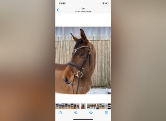 German Sport Horse, Mare, 4 years, 15.2 hh, Brown