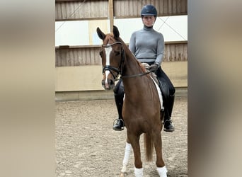 German Sport Horse, Mare, 4 years, 15.2 hh, Chestnut-Red