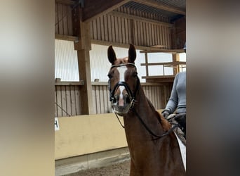 German Sport Horse, Mare, 4 years, 15.2 hh, Chestnut-Red