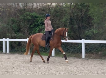 German Sport Horse, Mare, 4 years, 15.2 hh, Chestnut-Red