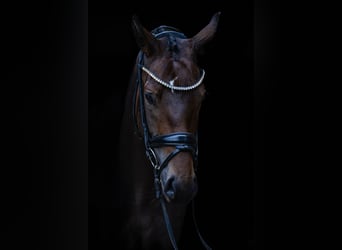 German Sport Horse, Mare, 4 years, 15.3 hh, Bay-Dark