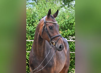 German Sport Horse, Mare, 4 years, 15.3 hh, Brown