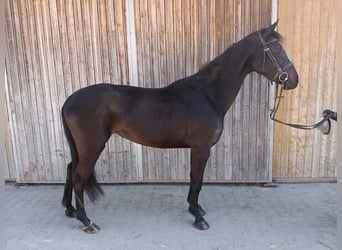 German Sport Horse, Mare, 4 years, 15.3 hh, Brown
