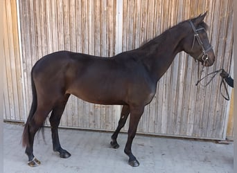 German Sport Horse, Mare, 4 years, 15.3 hh, Brown