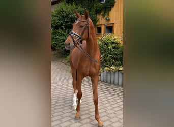 German Sport Horse, Mare, 4 years, 15.3 hh, Chestnut-Red