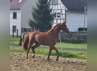 German Sport Horse, Mare, 4 years, 15.3 hh, Chestnut-Red