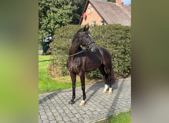 German Sport Horse, Mare, 4 years, 15.3 hh, Smoky-Black