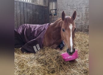 German Sport Horse, Mare, 4 years, 15 hh, Chestnut-Red