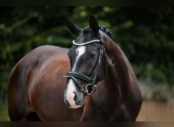 German Sport Horse, Mare, 4 years, 15,1 hh, Smoky-Black
