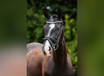 German Sport Horse, Mare, 4 years, 15,1 hh, Smoky-Black