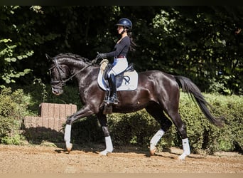German Sport Horse, Mare, 4 years, 15,1 hh, Smoky-Black