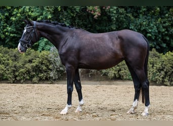 German Sport Horse, Mare, 4 years, 15,1 hh, Smoky-Black