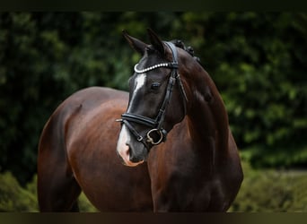 German Sport Horse, Mare, 4 years, 15,1 hh, Smoky-Black