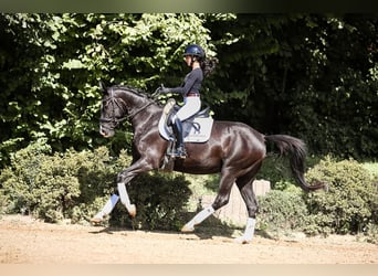 German Sport Horse, Mare, 4 years, 15,1 hh, Smoky-Black