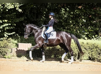 German Sport Horse, Mare, 4 years, 15,1 hh, Smoky-Black