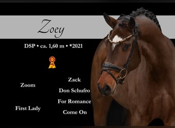 German Sport Horse, Mare, 4 years, 15,2 hh, Bay-Dark