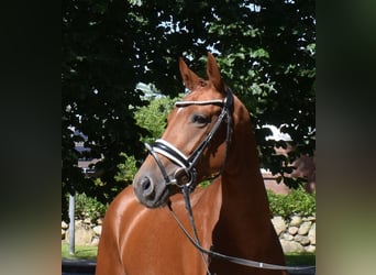 German Sport Horse, Mare, 4 years, 15,2 hh, Chestnut-Red