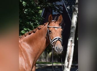 German Sport Horse, Mare, 4 years, 15,2 hh, Chestnut-Red