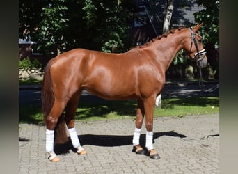 German Sport Horse, Mare, 4 years, 15,2 hh, Chestnut-Red