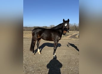 German Sport Horse, Mare, 4 years, 15,2 hh, Smoky-Black