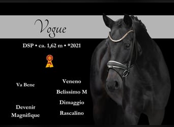 German Sport Horse, Mare, 4 years, 15,3 hh, Bay-Dark