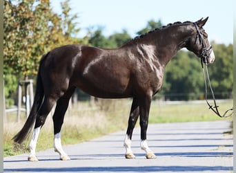 German Sport Horse, Mare, 4 years, 15,3 hh, Black