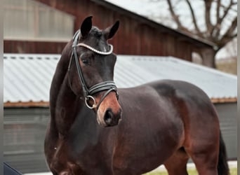 German Sport Horse, Mare, 4 years, 16.1 hh, Bay-Dark