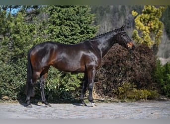 German Sport Horse, Mare, 4 years, 16.1 hh, Bay-Dark