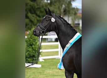 German Sport Horse, Mare, 4 years, 16.1 hh, Black