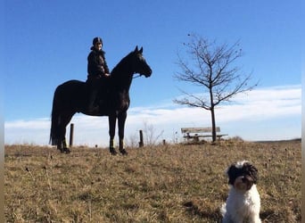 German Sport Horse, Mare, 4 years, 16.1 hh, Black