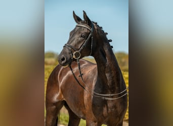 German Sport Horse, Mare, 4 years, 16.1 hh, Black
