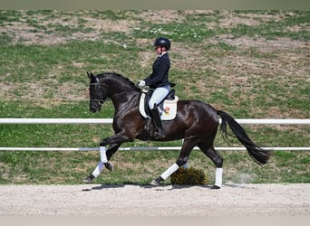 German Sport Horse, Mare, 4 years, 16.1 hh, Black