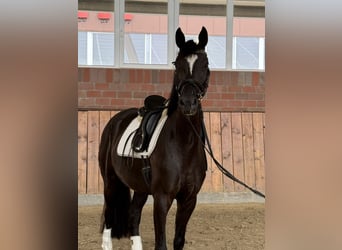 German Sport Horse, Mare, 4 years, 16.1 hh, Black