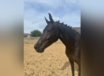 German Sport Horse, Mare, 4 years, 16.1 hh, Black