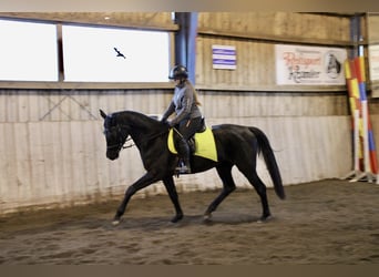 German Sport Horse, Mare, 4 years, 16.1 hh, Black