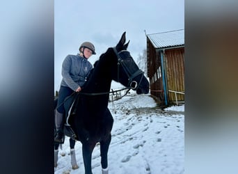 German Sport Horse, Mare, 4 years, 16.1 hh, Black