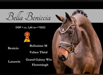 German Sport Horse, Mare, 4 years, 16.1 hh, Brown