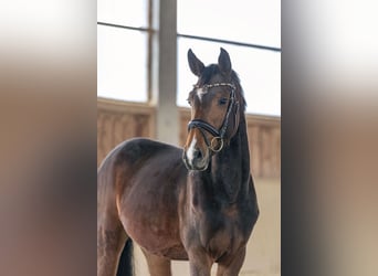 German Sport Horse, Mare, 4 years, 16,1 hh, Brown