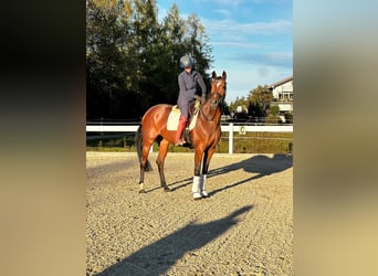 German Sport Horse, Mare, 4 years, 16.1 hh, Brown