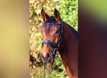 German Sport Horse, Mare, 4 years, 16.1 hh, Brown