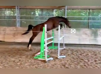 German Sport Horse, Mare, 4 years, 16.1 hh, Brown