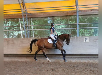German Sport Horse, Mare, 4 years, 16.1 hh, Brown